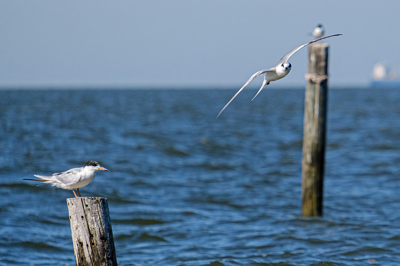 forster’s tern Fairhope