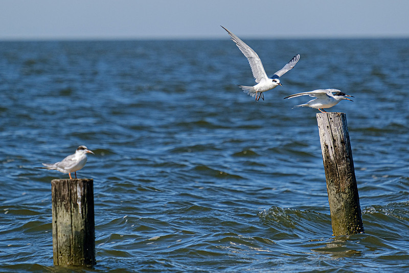 forster’s tern Fairhope