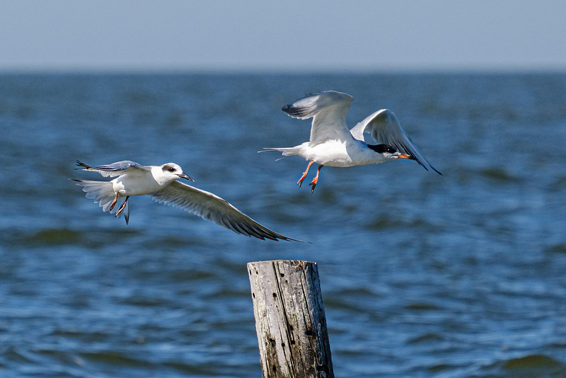 forster’s tern Fairhope