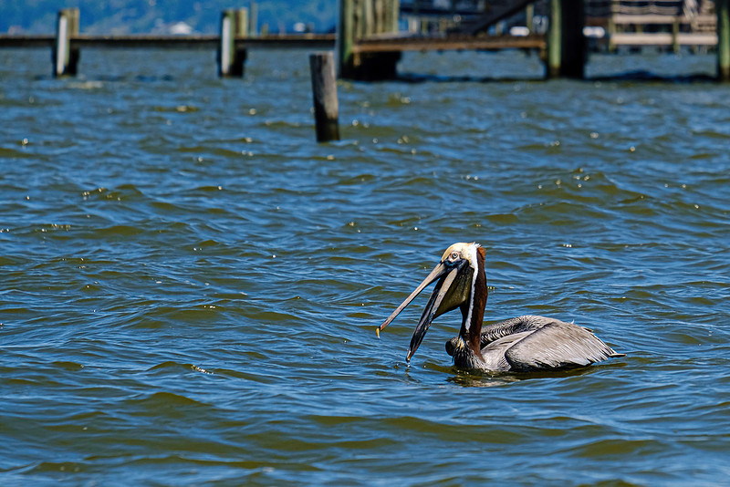 brown pelican Fairhope