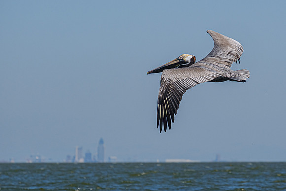 brown pelican Fairhope