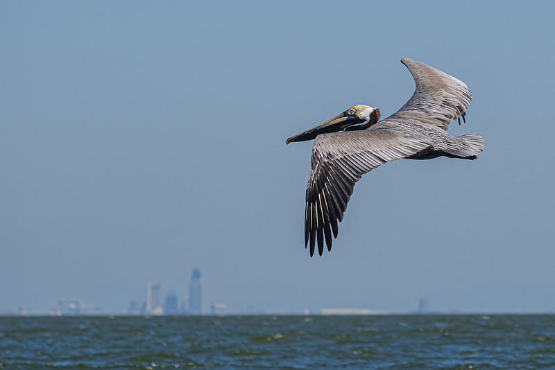 brown pelican Fairhope