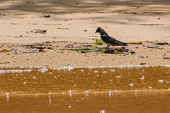 Purple Martin Fairhope