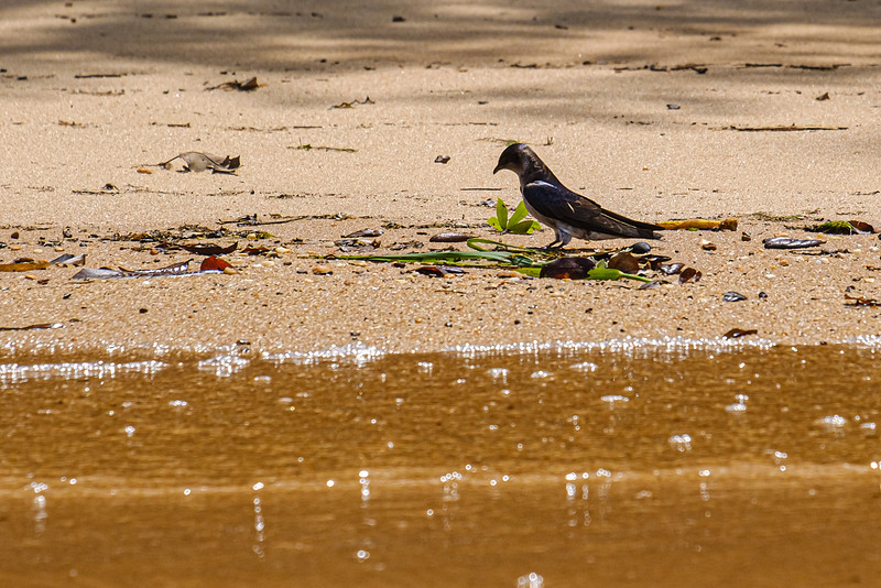 Purple Martin Fairhope