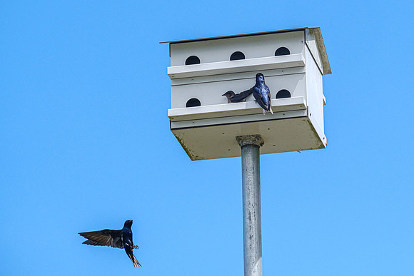 Purple Martin Fairhope