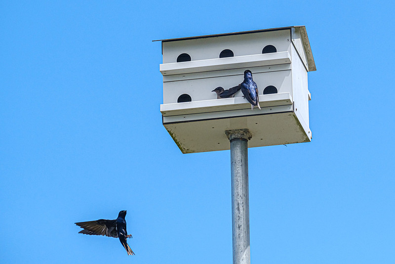 Purple Martin Fairhope