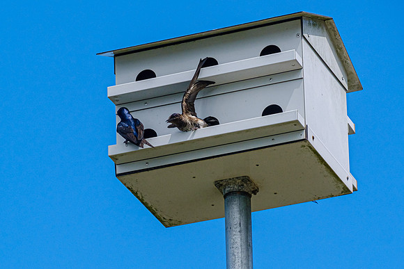 Purple Martin Fairhope