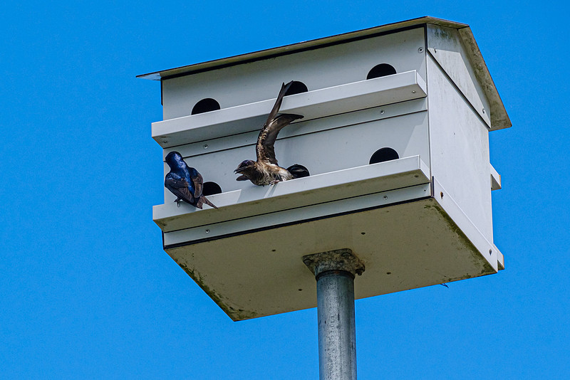 Purple Martin Fairhope