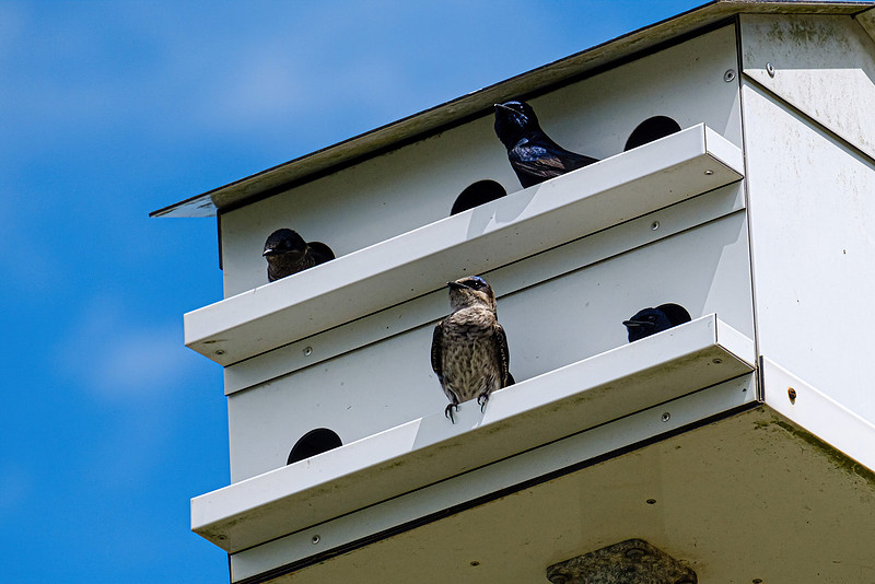 Purple Martin Fairhope