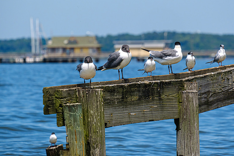 Laughing Gulls Fairhope