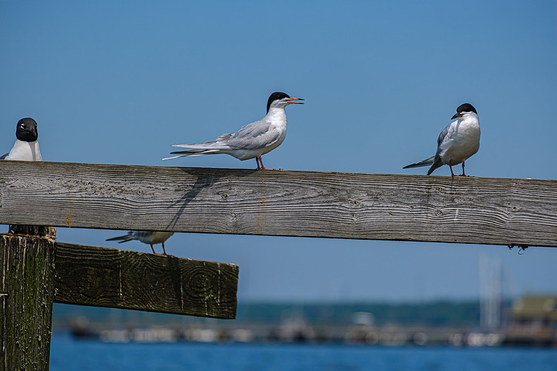 Laughing Gulls Fairhope