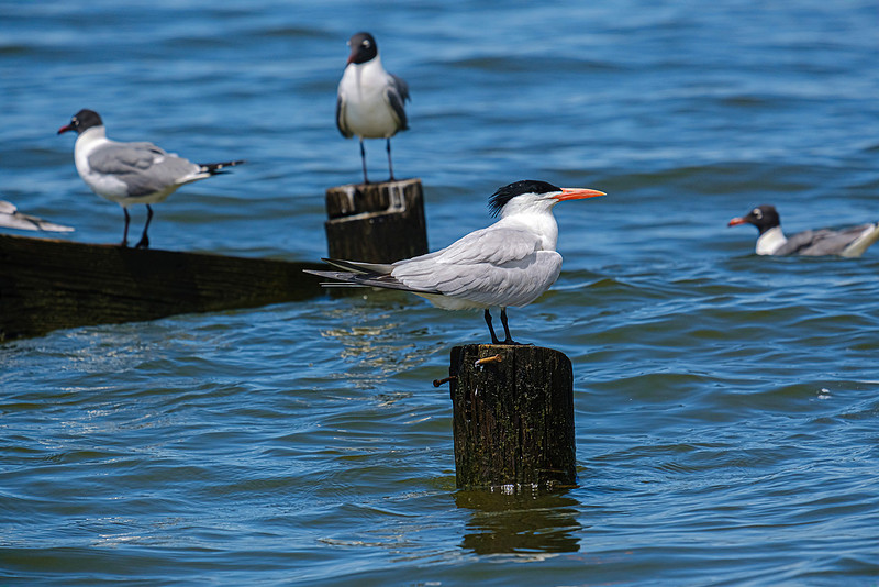 Royal Tern Fairhope