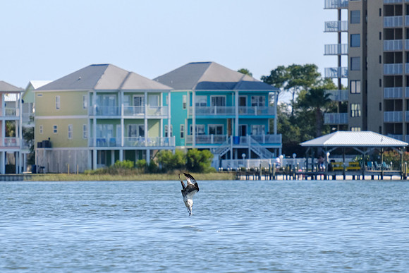 Little Lagoon Gulf Shores Osprey