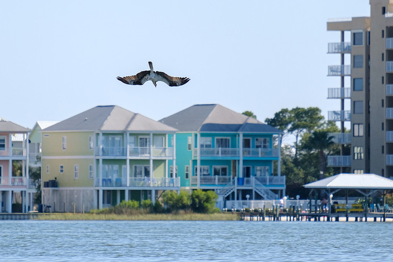Little Lagoon Gulf Shores Osprey