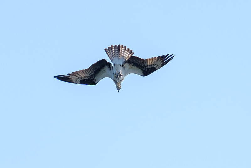 Little Lagoon Gulf Shores Osprey