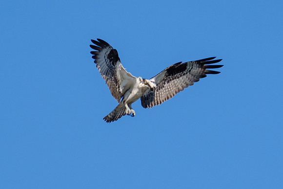 Little Lagoon Gulf Shores Osprey