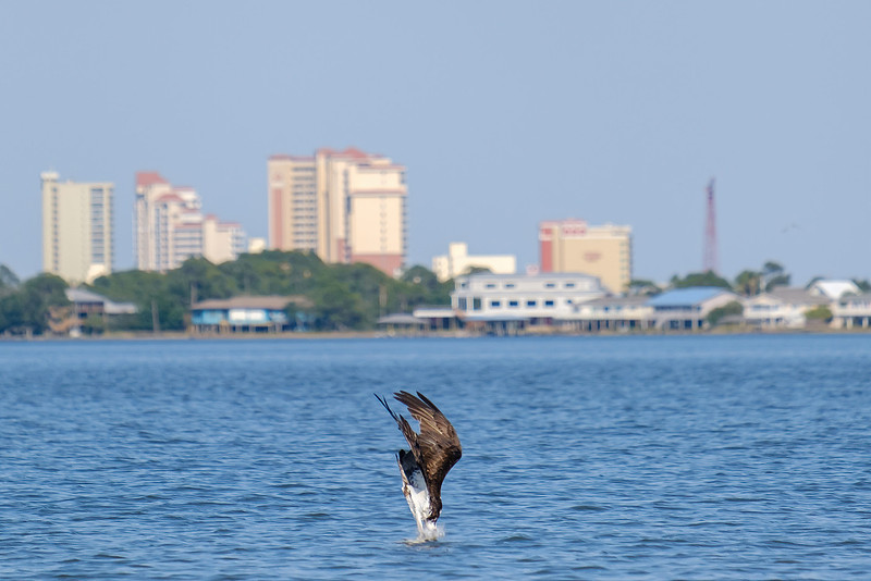 Little Lagoon Gulf Shores Osprey