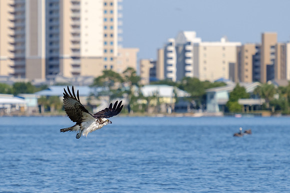 Little Lagoon Gulf Shores Osprey