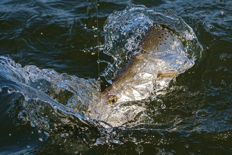 Little Lagoon Gulf Shores Fishing