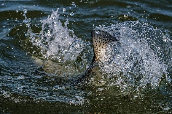 Little Lagoon Gulf Shores Fishing