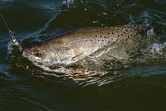 Little Lagoon Gulf Shores Fishing