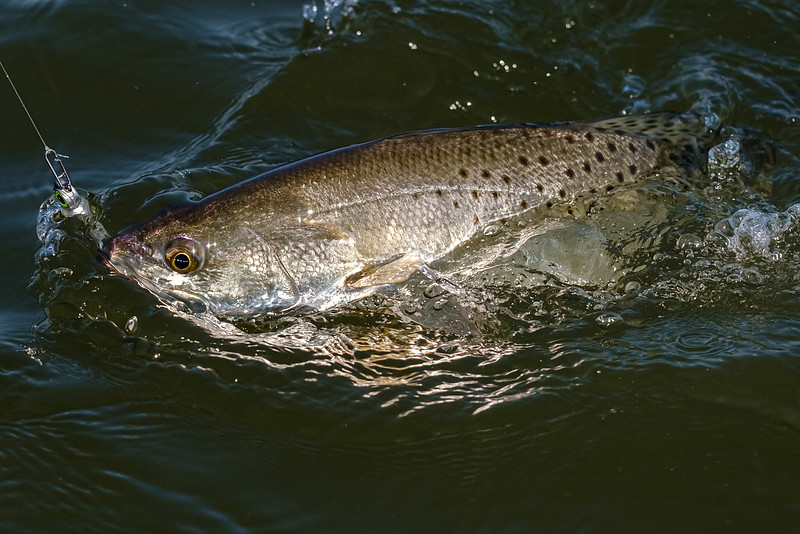 Little Lagoon Gulf Shores Fishing