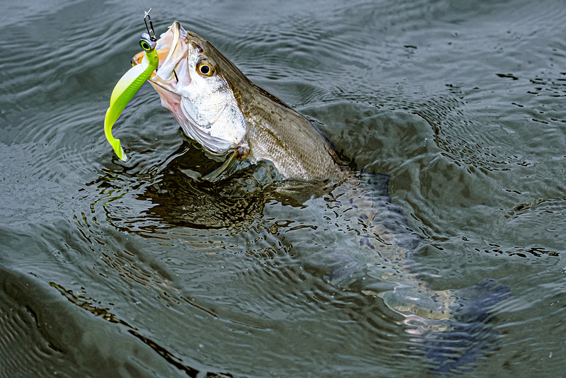 Inshore Fishing Fairhope Alabama