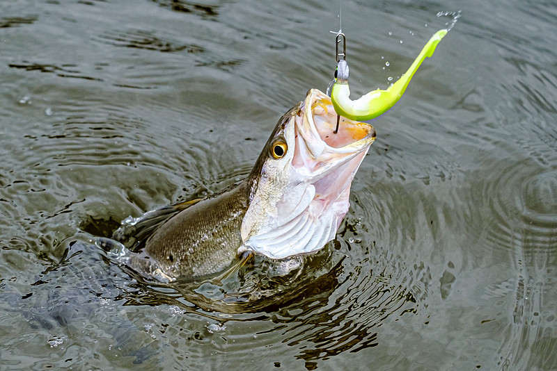 Inshore Fishing Fairhope Alabama