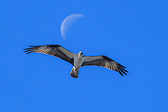 Osprey in Fairhope, Alabama