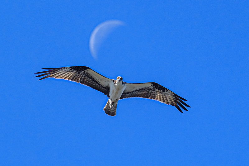 Osprey in Fairhope, Alabama
