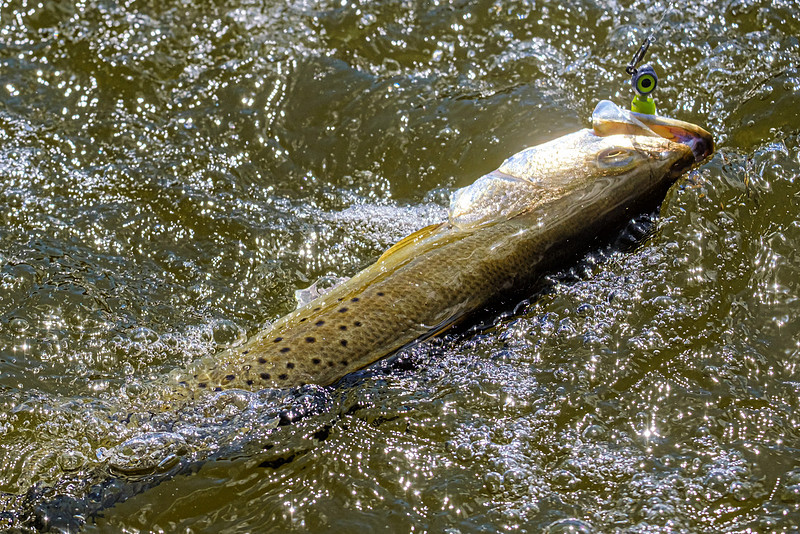 Inshore Fishing Fairhope Alabama