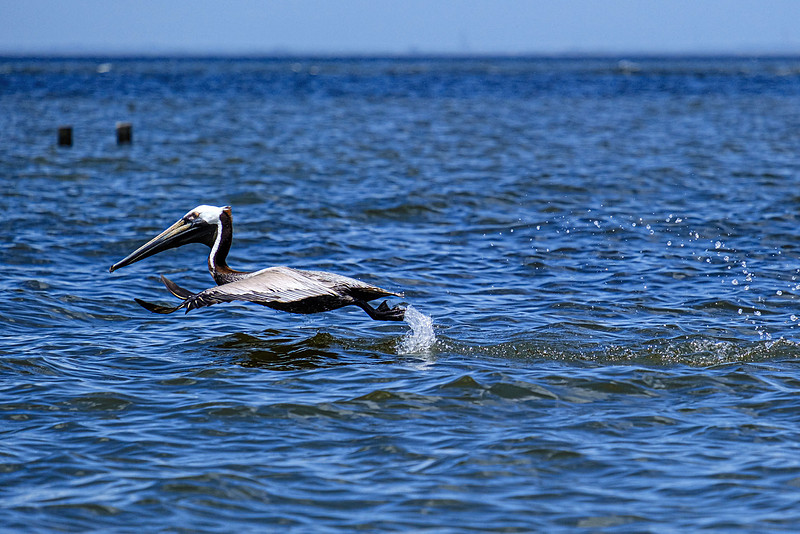 Brown Pelican in Fairhope, Alabama