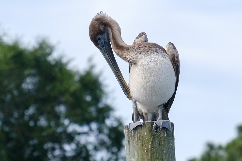 Pensacola Photography Wildlife
