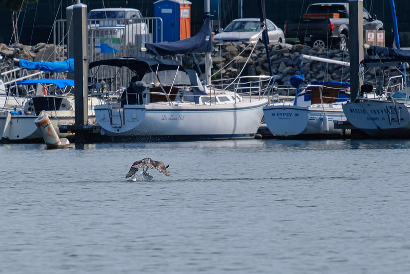 Pensacola Photography Wildlife