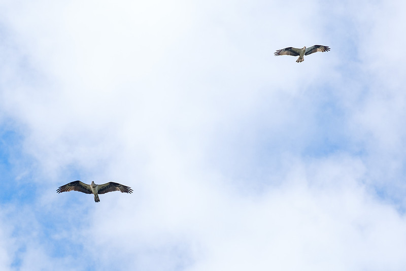 Pensacola Photography Wildlife