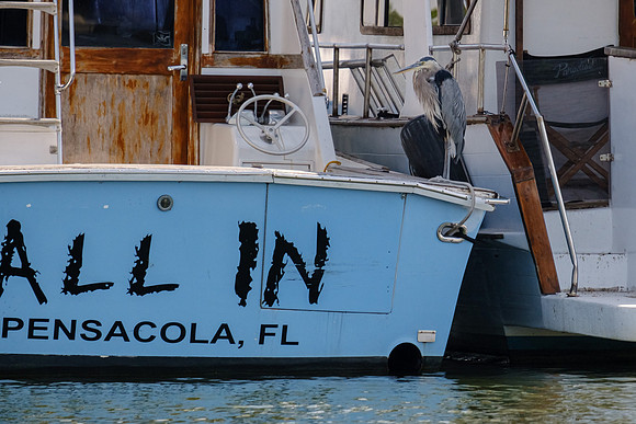 Pensacola Photography Wildlife Bayou Chico