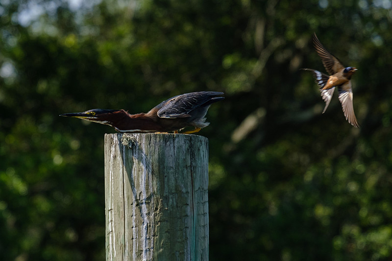 Pensacola Photography Wildlife Bayou Chico