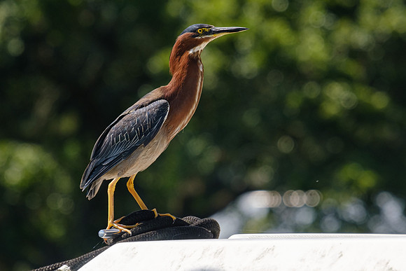 Pensacola Green Heron Photography Wildlife Bayou Chico
