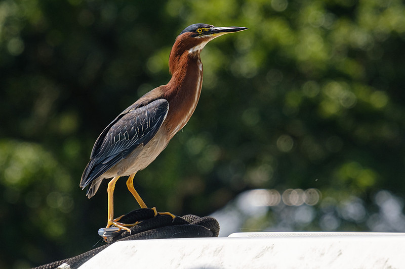 Pensacola Green Heron Photography Wildlife Bayou Chico