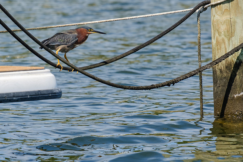 Pensacola Green Heron Photography Wildlife Bayou Chico