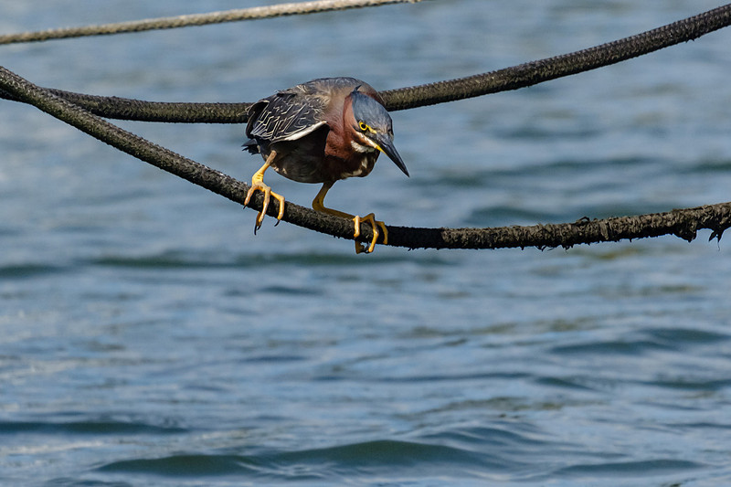 Pensacola Green Heron Photography Wildlife Bayou Chico