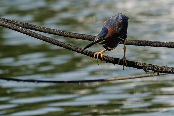 Pensacola Green Heron Photography Wildlife Bayou Chico