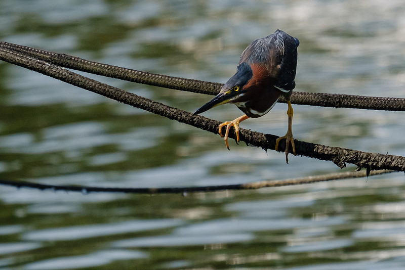 Pensacola Green Heron Photography Wildlife Bayou Chico