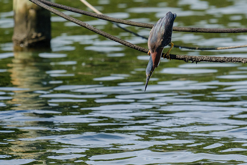 Pensacola Green Heron Photography Wildlife Bayou Chico
