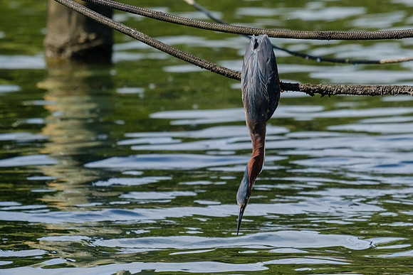 Pensacola Green Heron Photography Wildlife Bayou Chico