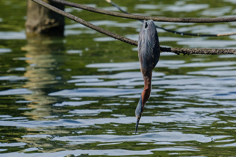 Pensacola Green Heron Photography Wildlife Bayou Chico