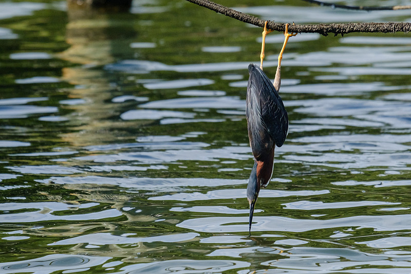 Pensacola Green Heron Photography Wildlife Bayou Chico