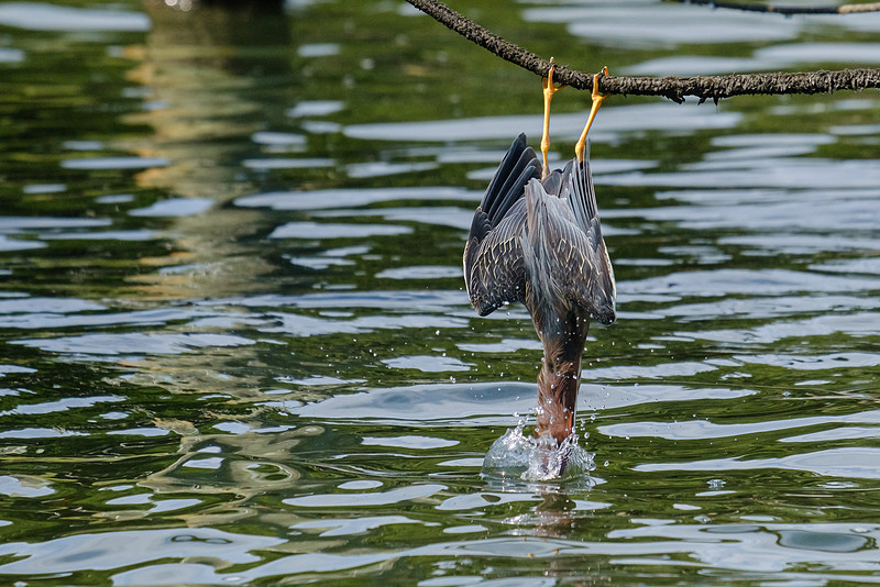 Pensacola Green Heron Photography Wildlife Bayou Chico