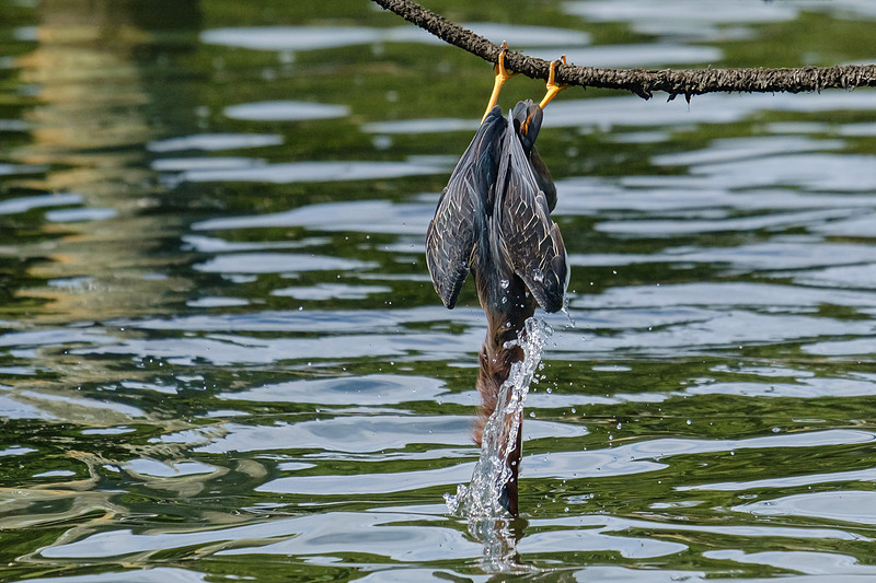 Pensacola Green Heron Photography Wildlife Bayou Chico
