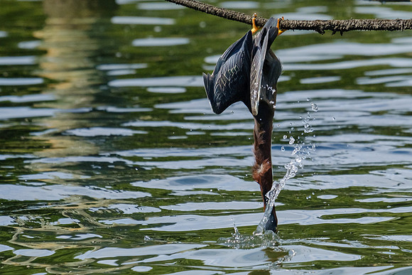Pensacola Green Heron Photography Wildlife Bayou Chico